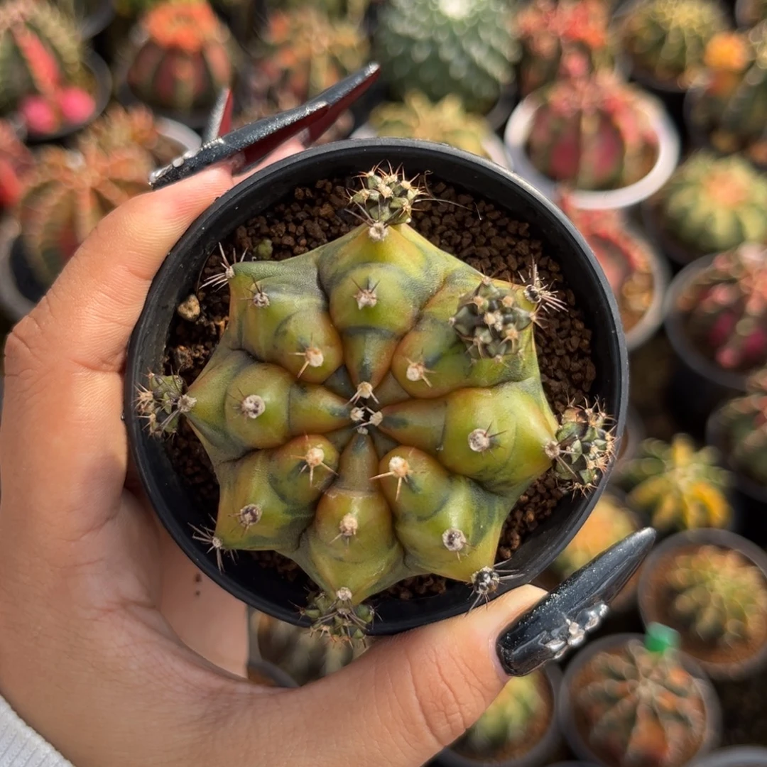 乌贼B 侧牙 带盆土