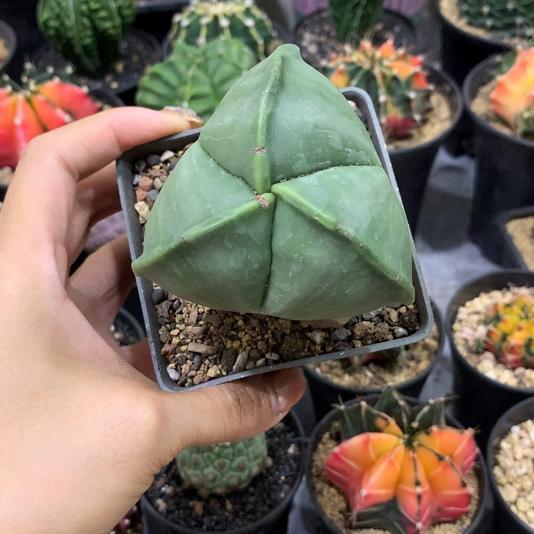 实生根三角琉璃鸾凤玉