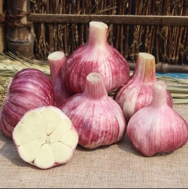 河南2025新紫皮大蒜晾干大蒜头腌蒜糖醋蒜农家自种老品种紫皮大蒜