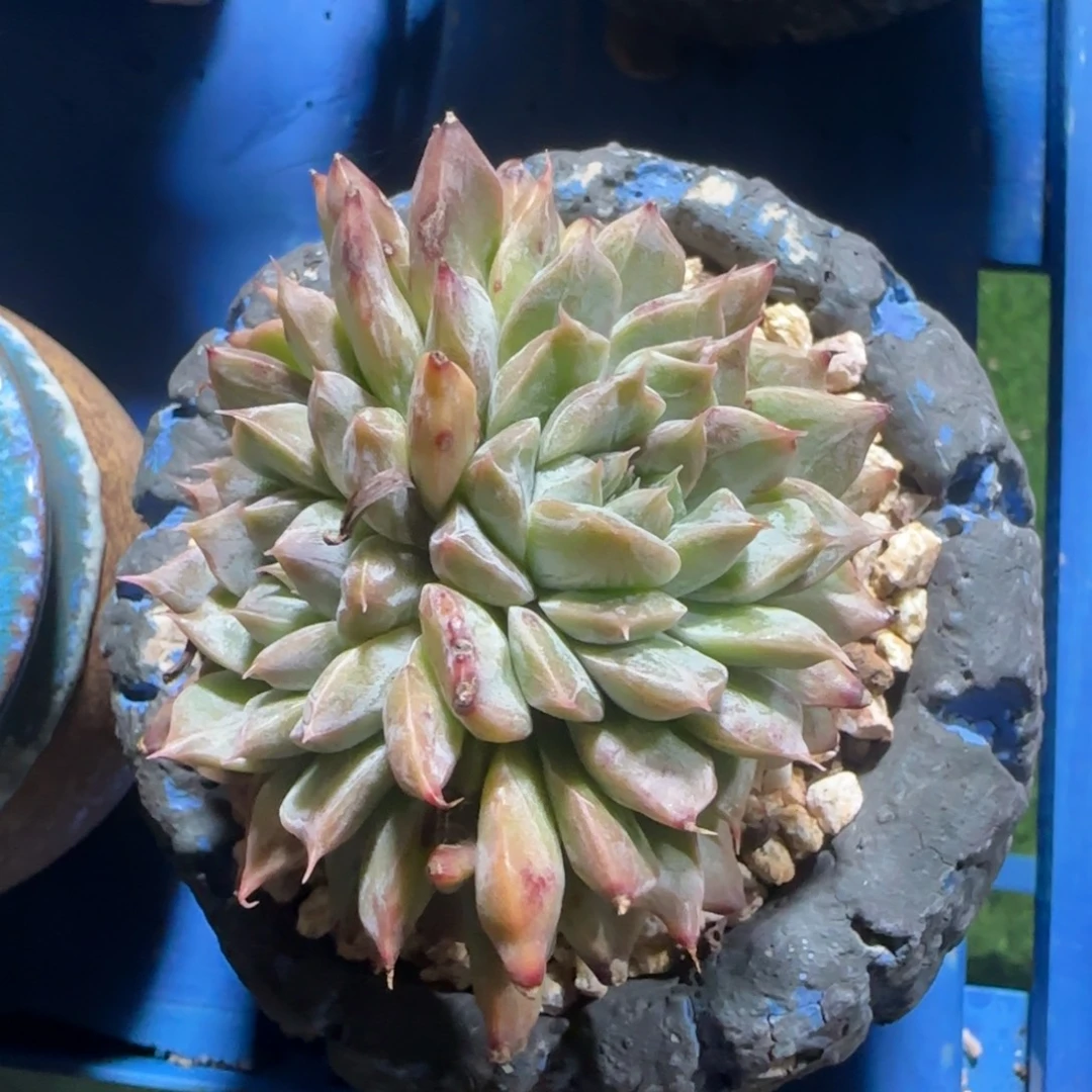 大多数飒啊啊双方地方016