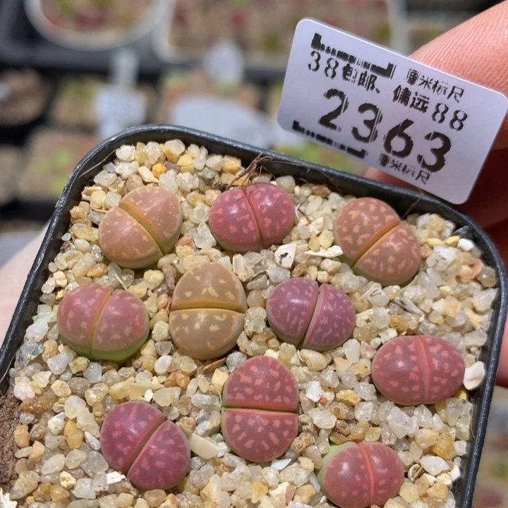 zzx精品生石花2363