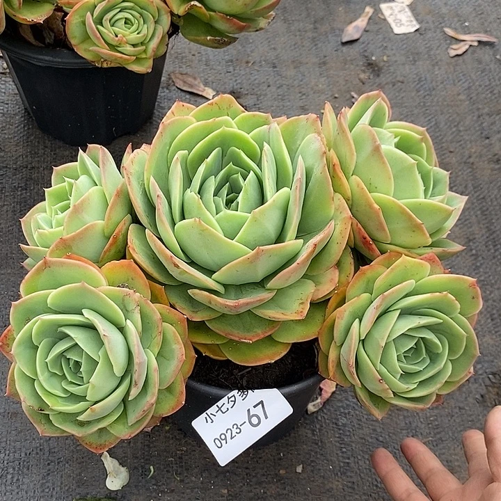 小七夕多肉桃花坞67