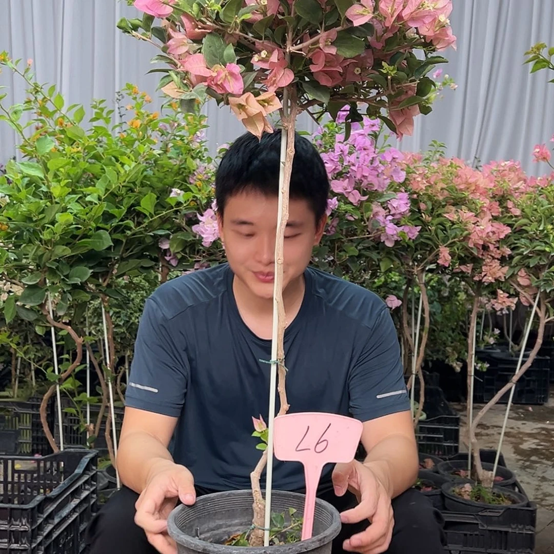 姐***柔当前无花栽培后可以开花L.6米罗