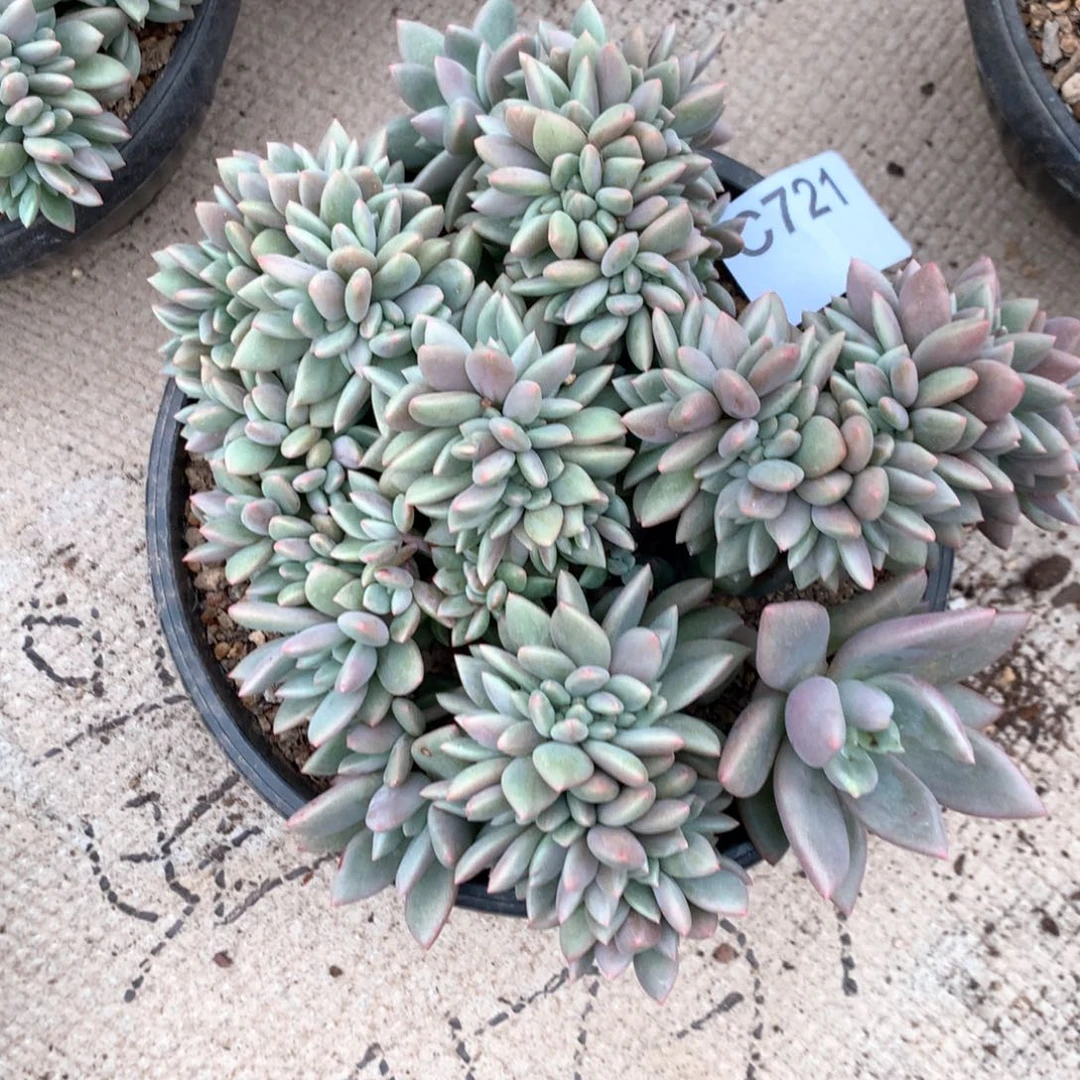 C721 售后范围：签收起7天内