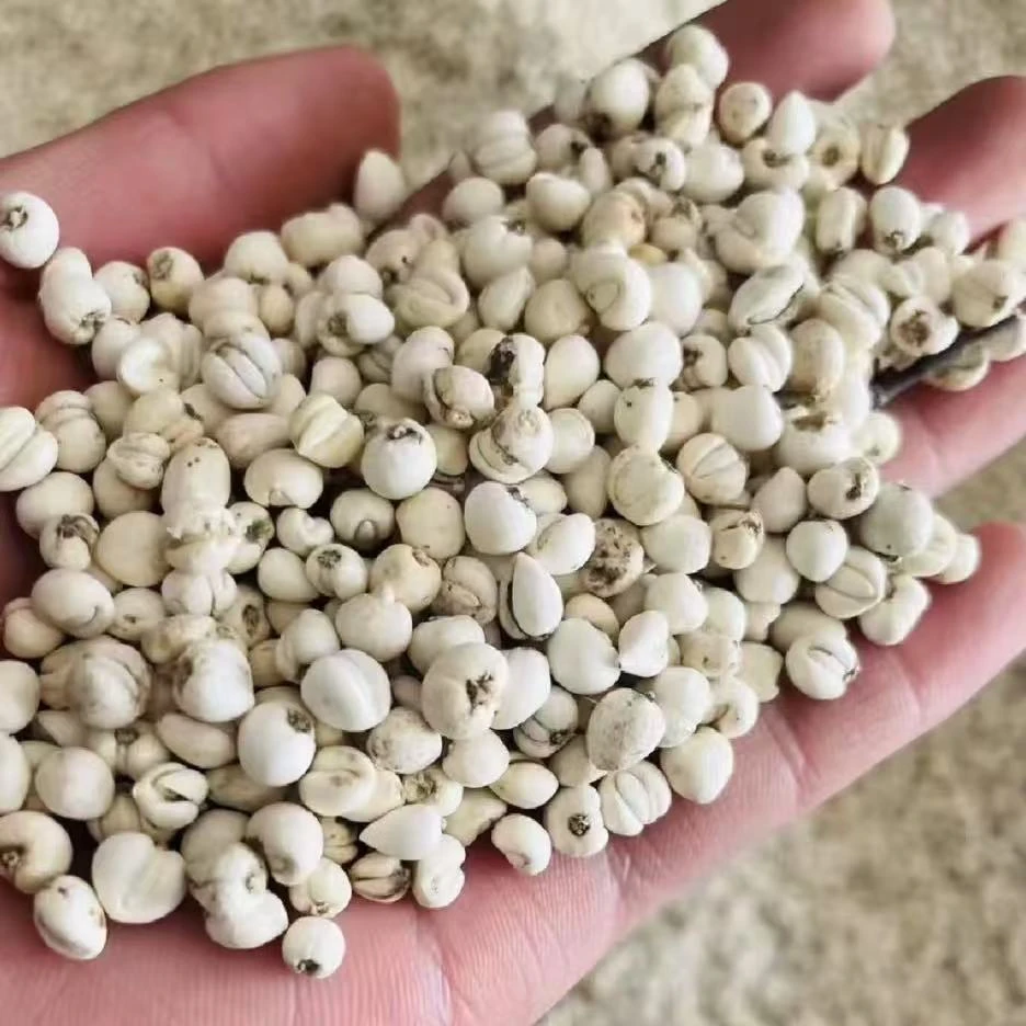 【小钟严选】云南高海拔川贝母滋补干货煮水煲汤自然生长贝母