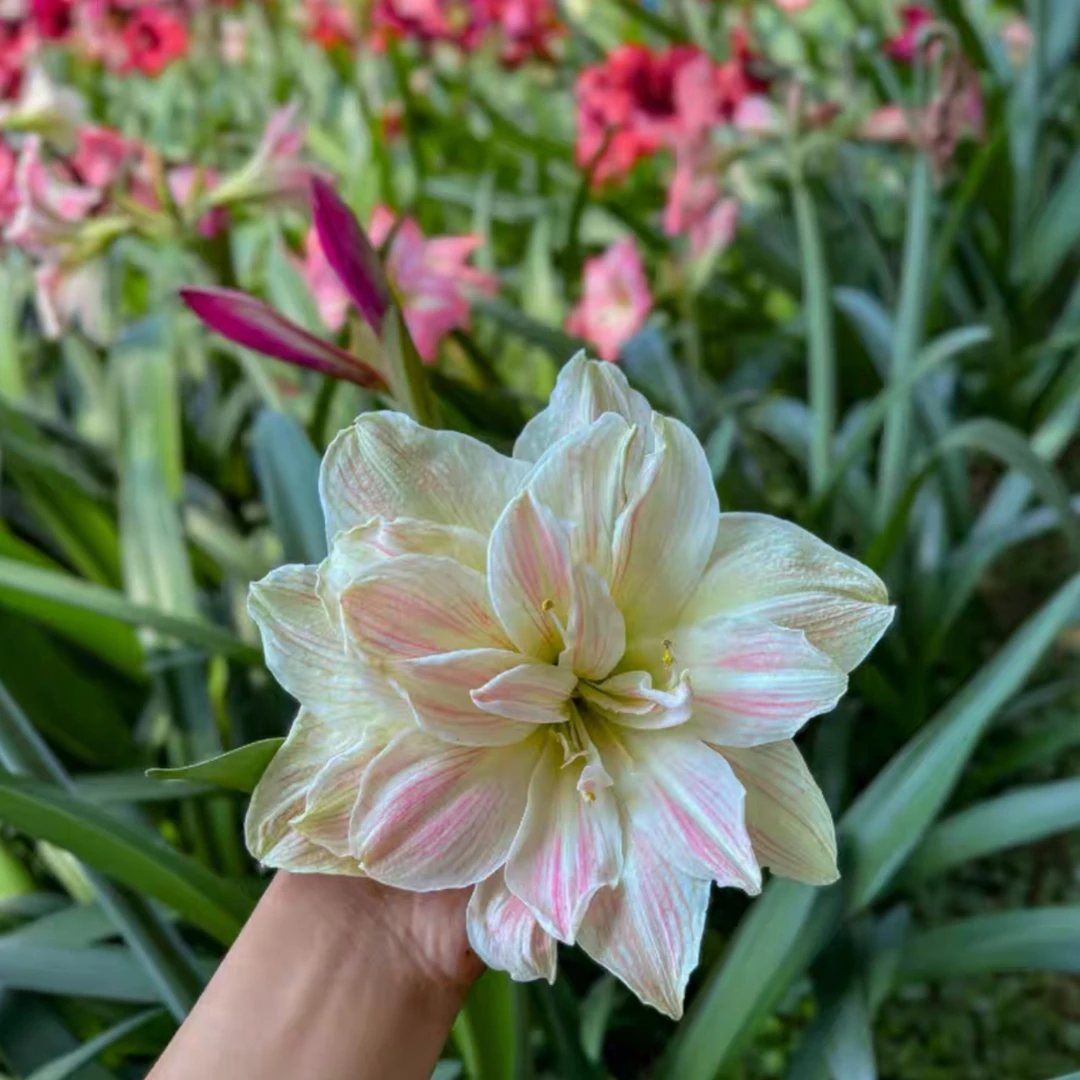 杂交种球朱顶红一世芳华，瓣化优秀颜色独特，出侧芽，默认花叶。