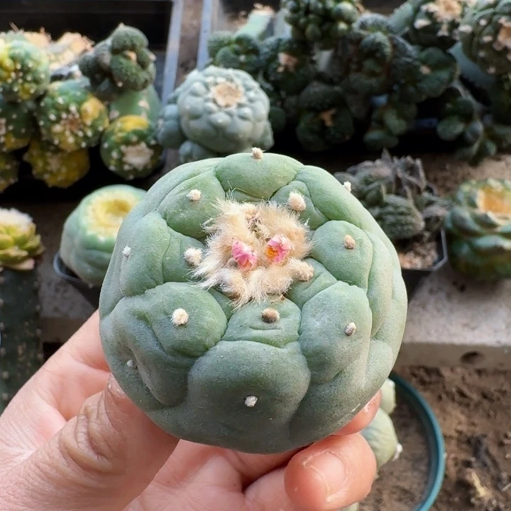 064实生白肌大尤仙