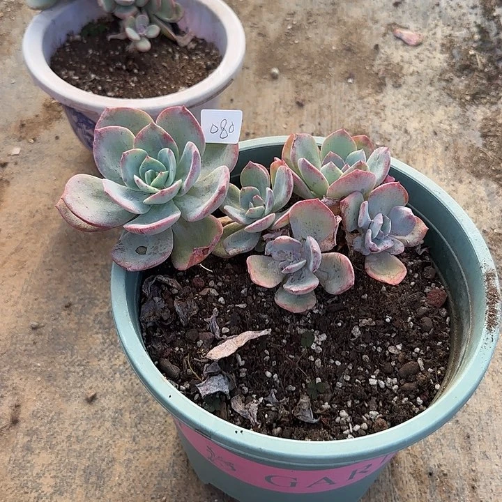 Q*080血凤脱土发货不退不换