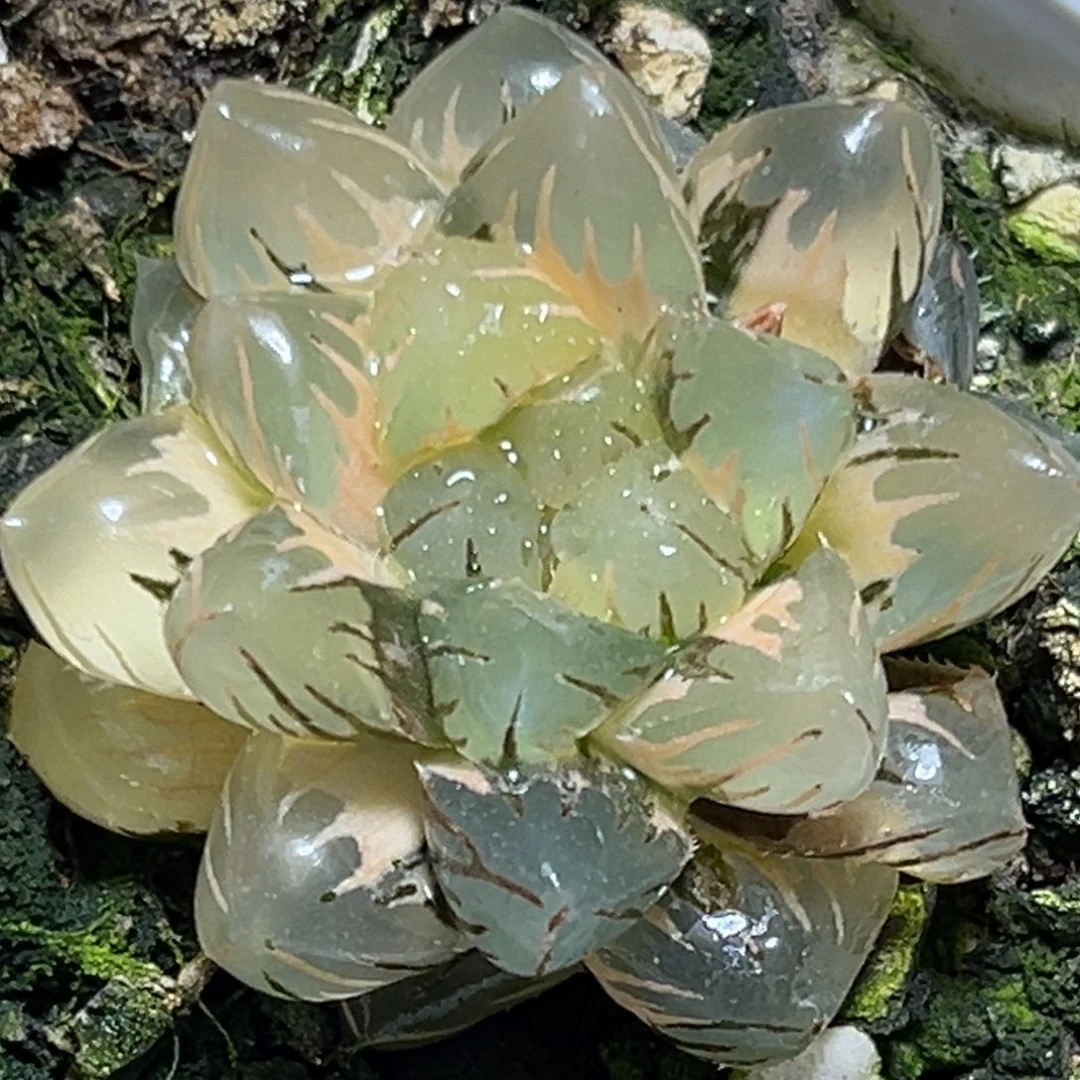 解**田恭喜发财大吉大利697