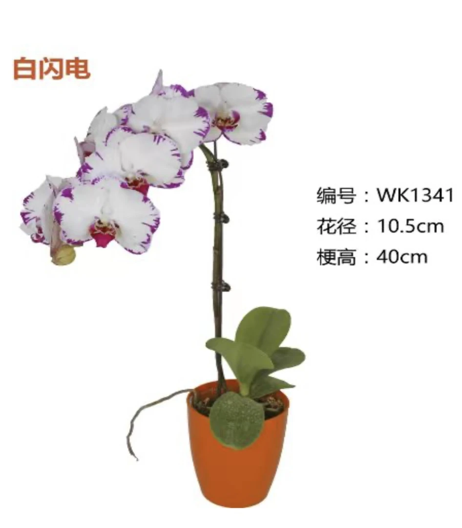 【白闪电】蝴蝶兰3.5寸根系少 有变异几率  剪过春梗 无花无剑