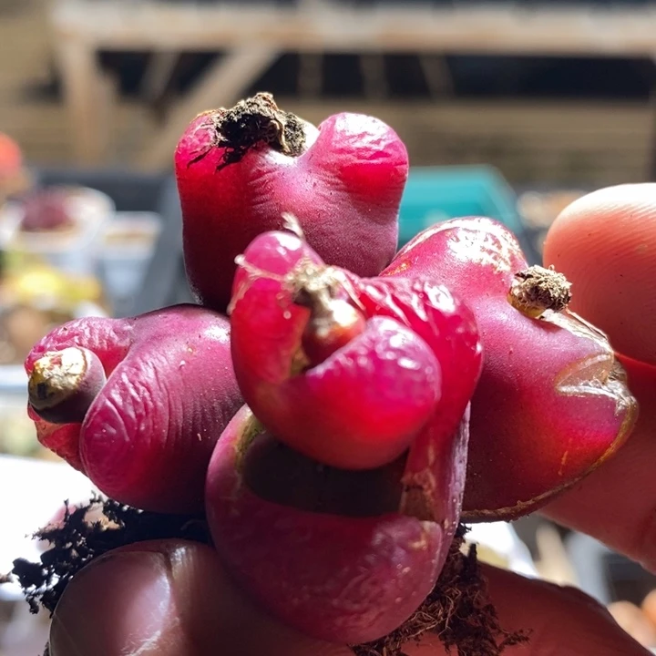 26-279有伤一个一个