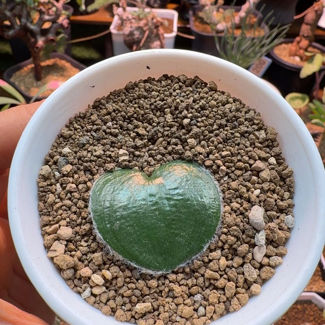 勇***主毛爱心073 仙人掌