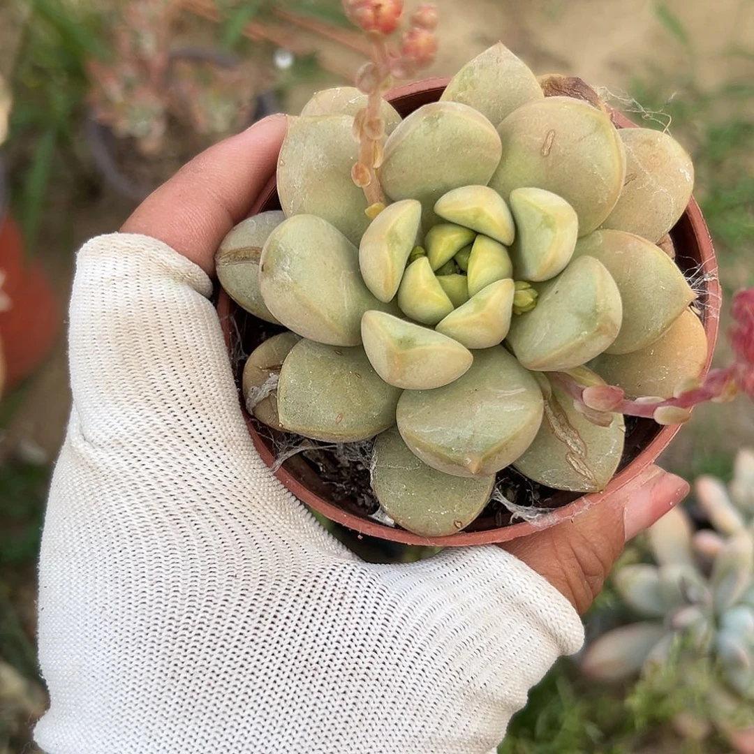 多肉植物多肉植物