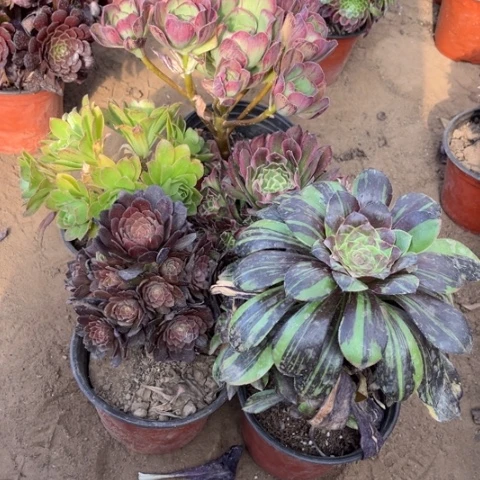 029多肉植物组合