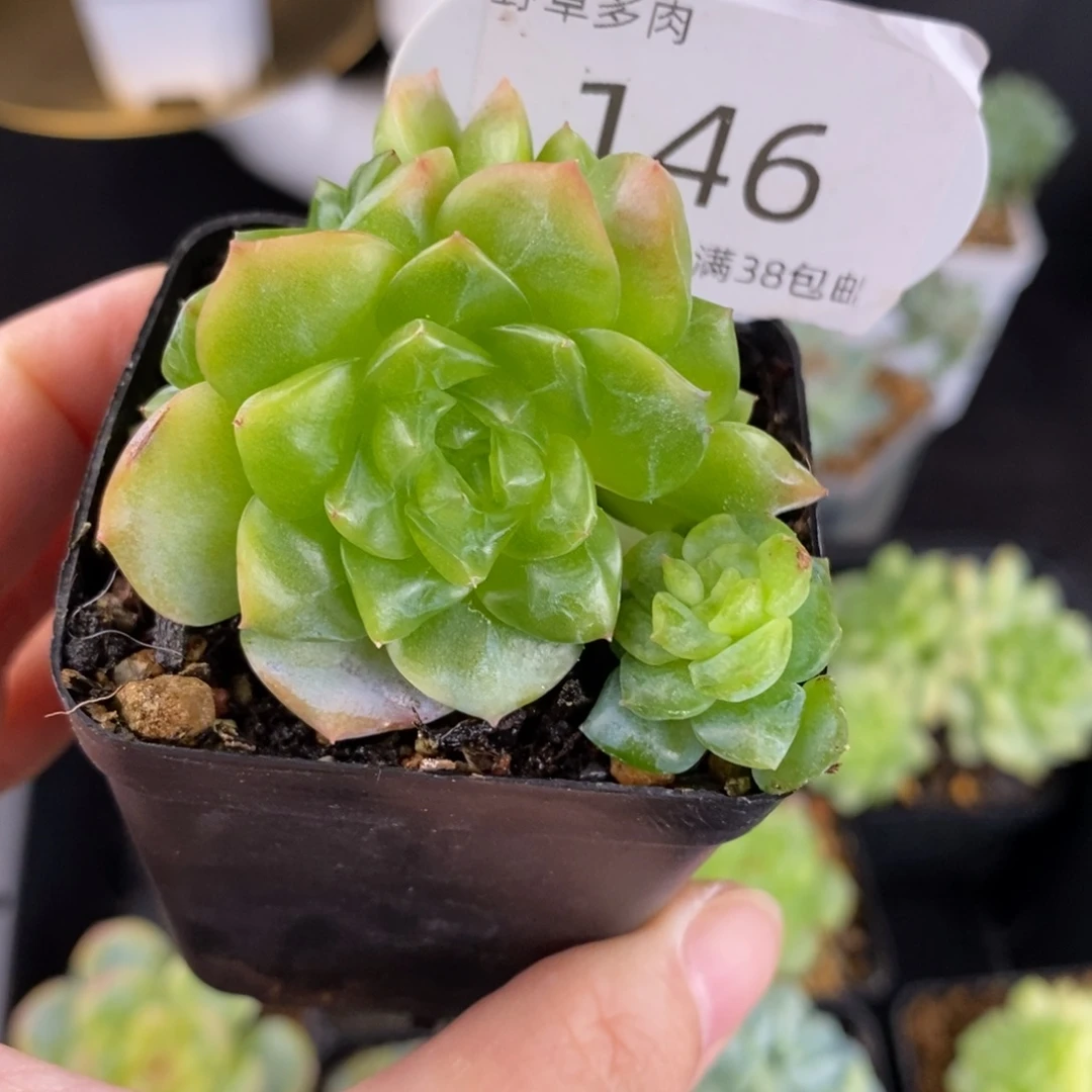 谪仙四头群一颗146号