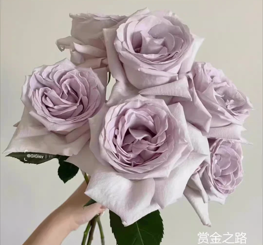 [赏金之路/紫色布蒂]超新品厄瓜多尔玫瑰大花切花月季四季开花