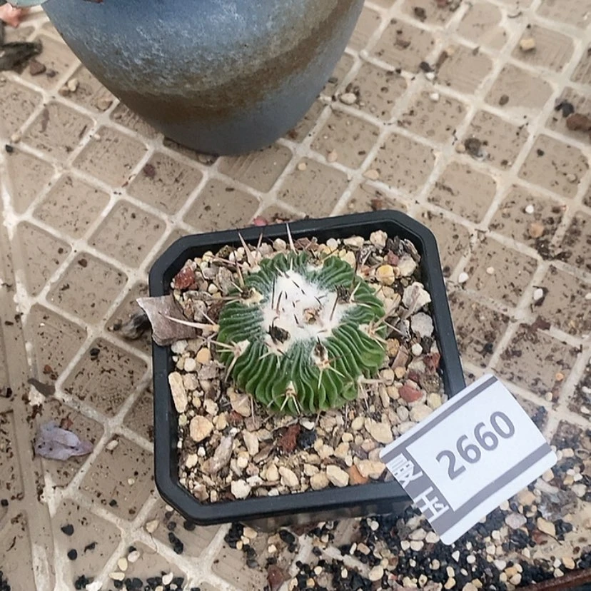 【闪购商品】響球2660