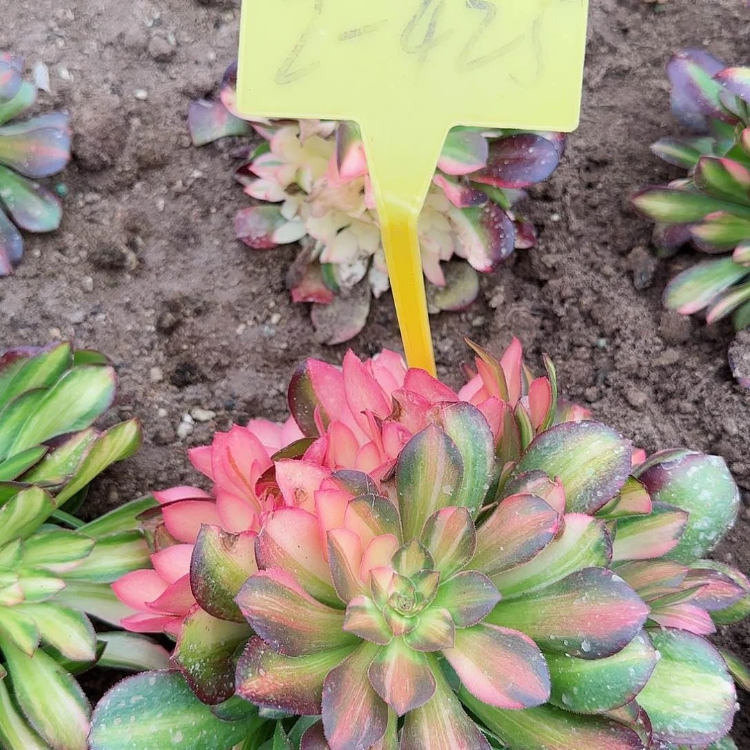 2+425--多头多肉植物