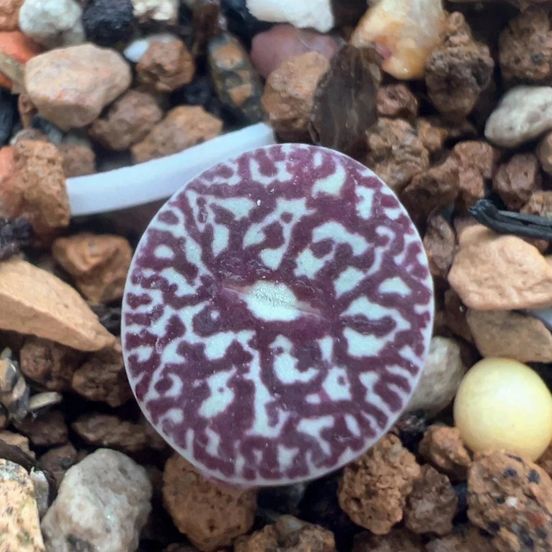 209多肉植物百科知识