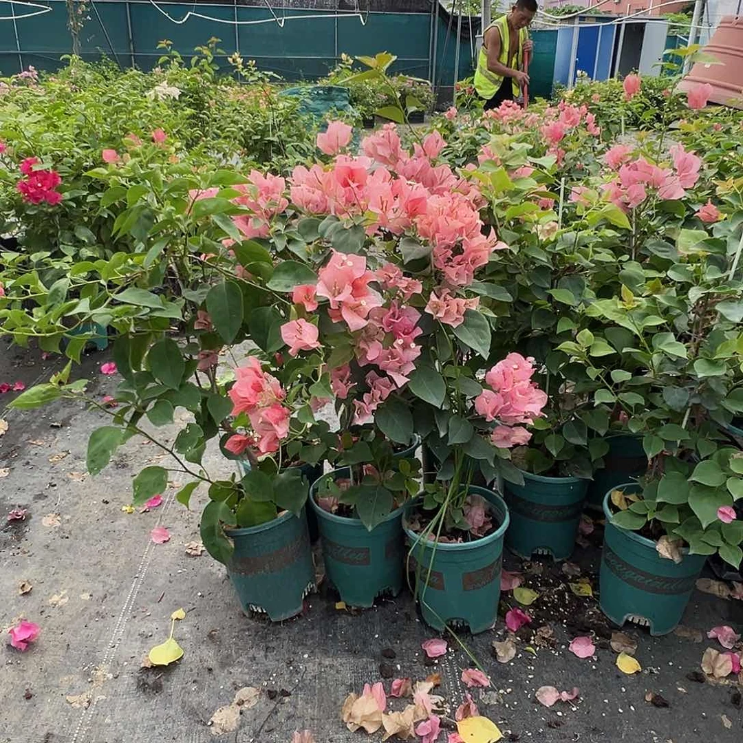 当前无花栽培后可以开花不甜西瓜带竹一颗