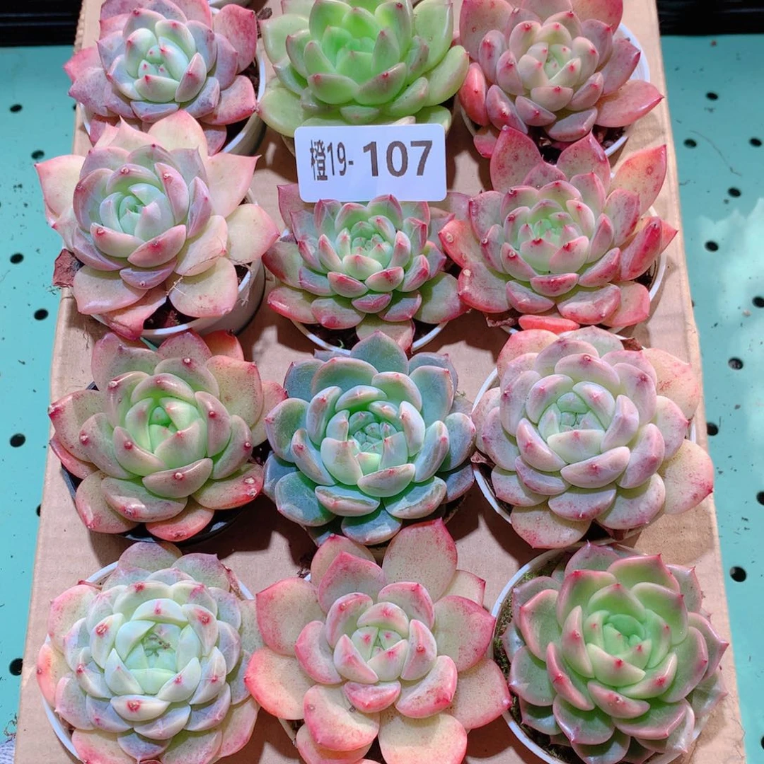 19-107一物一拍多肉带盆18颗