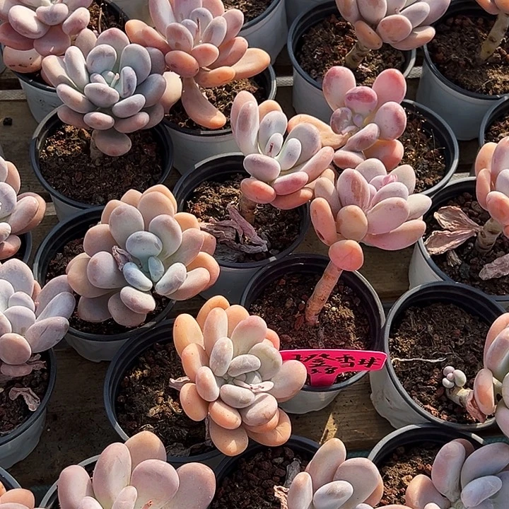 橙雪球。  福利多多