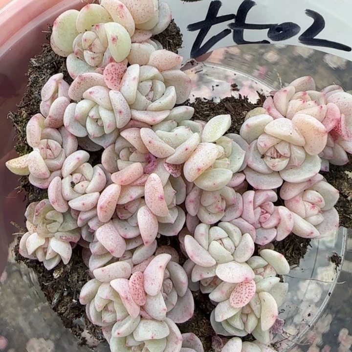 15王者系列种播苗一盒