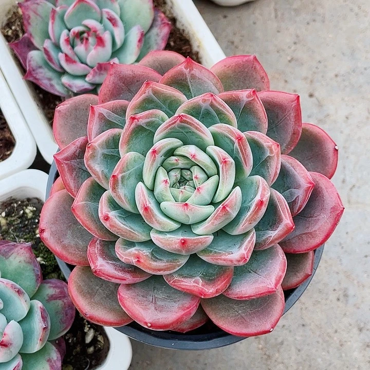 红鸾18一盆58856858886