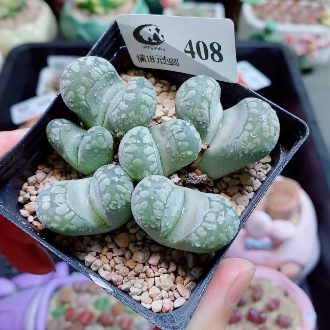 生石花花花花花花408