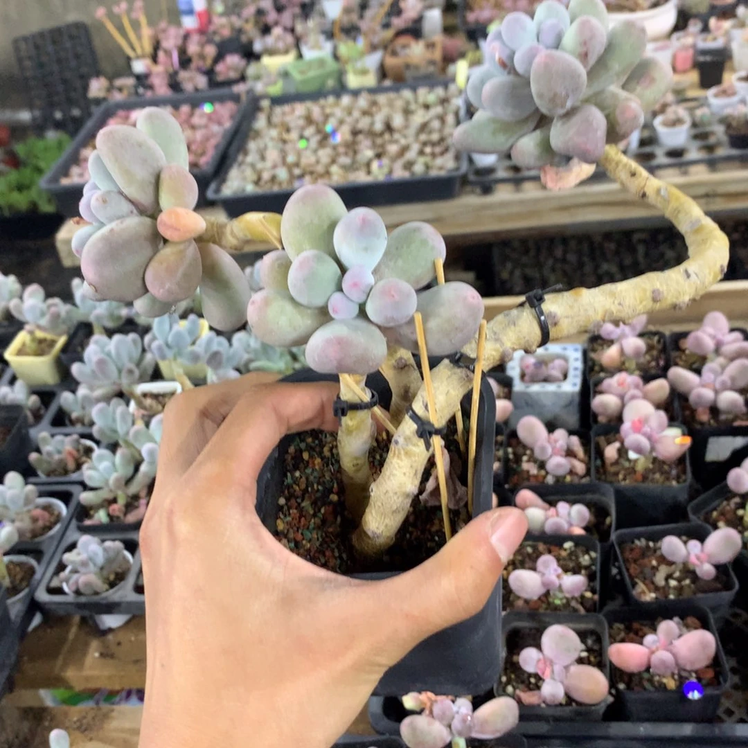 三头韩国米可奶酪多肉