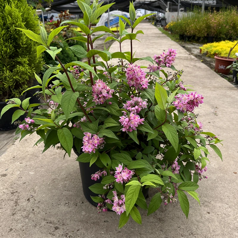 溲疏花粉色草莓田重瓣粉铃铛园阳台花卉盆栽庭院耐寒好养花带花苞