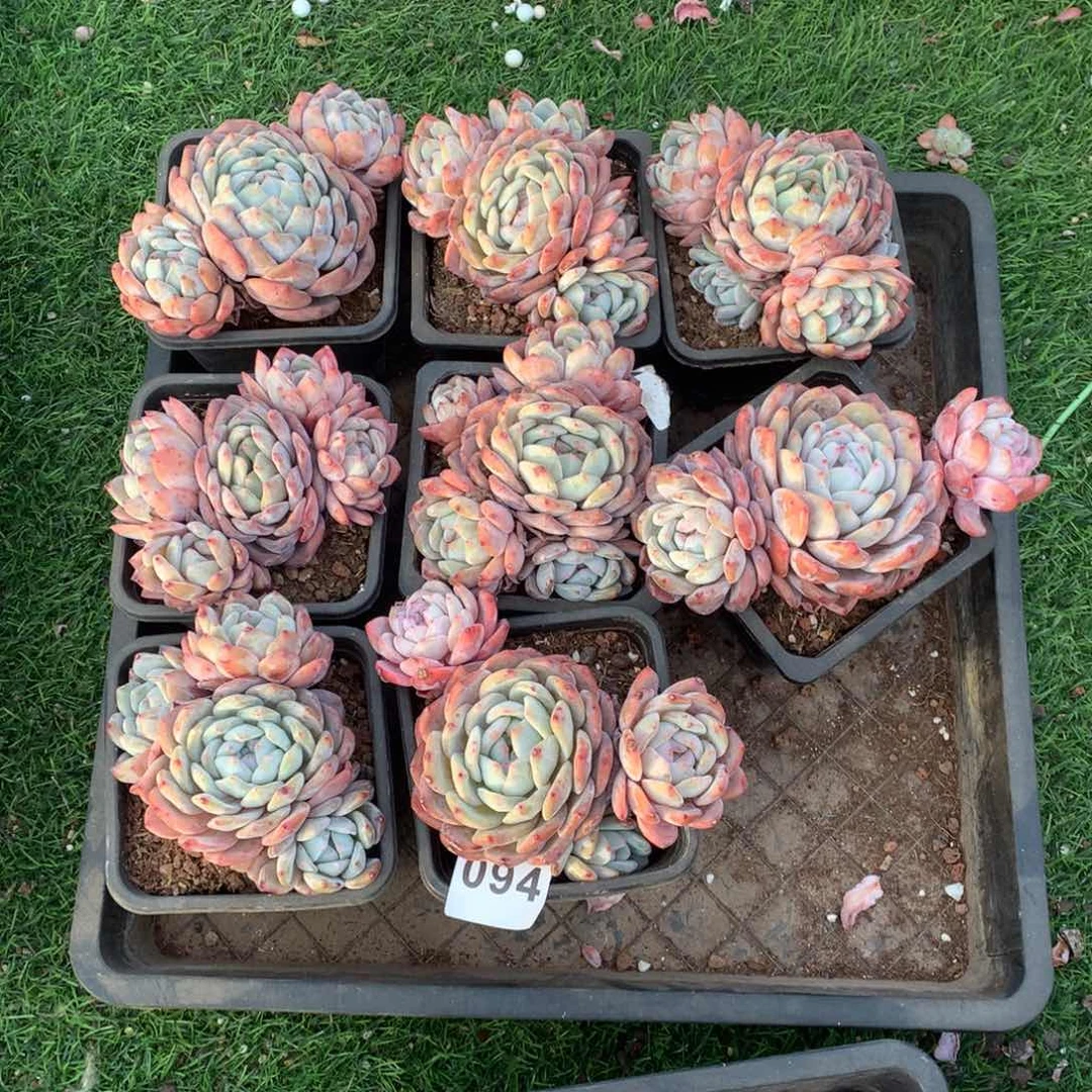 094橙子多肉植物组合