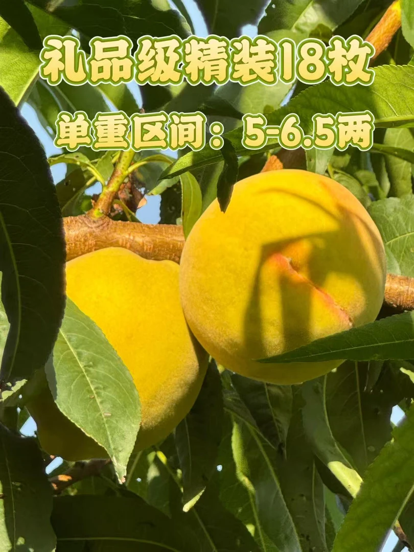 礼品级18枚11斤装特大果精装湖北三湖锦绣黄桃现摘现发顺丰包邮