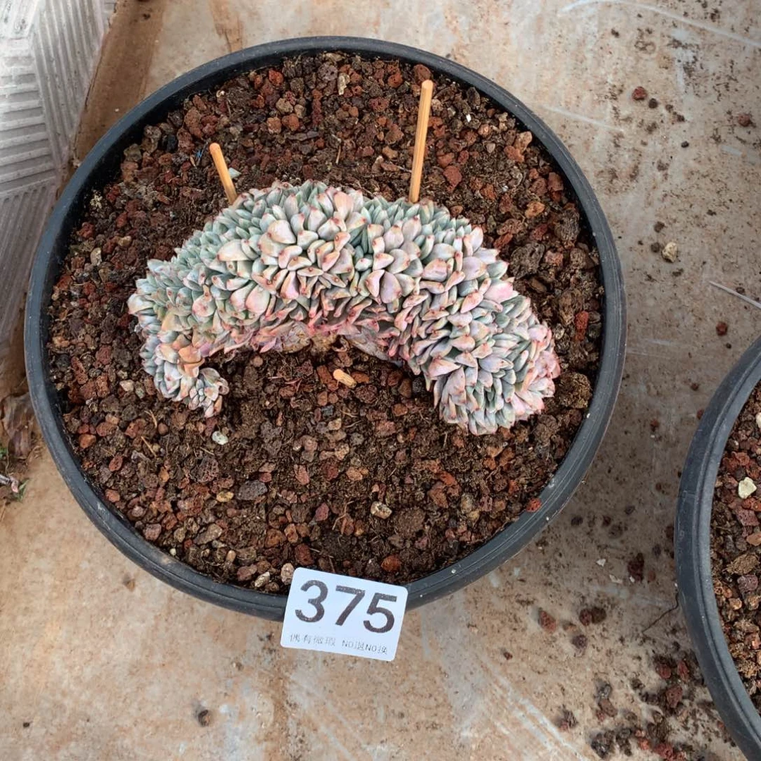 姚*姚375橙子缀化多肉植物
