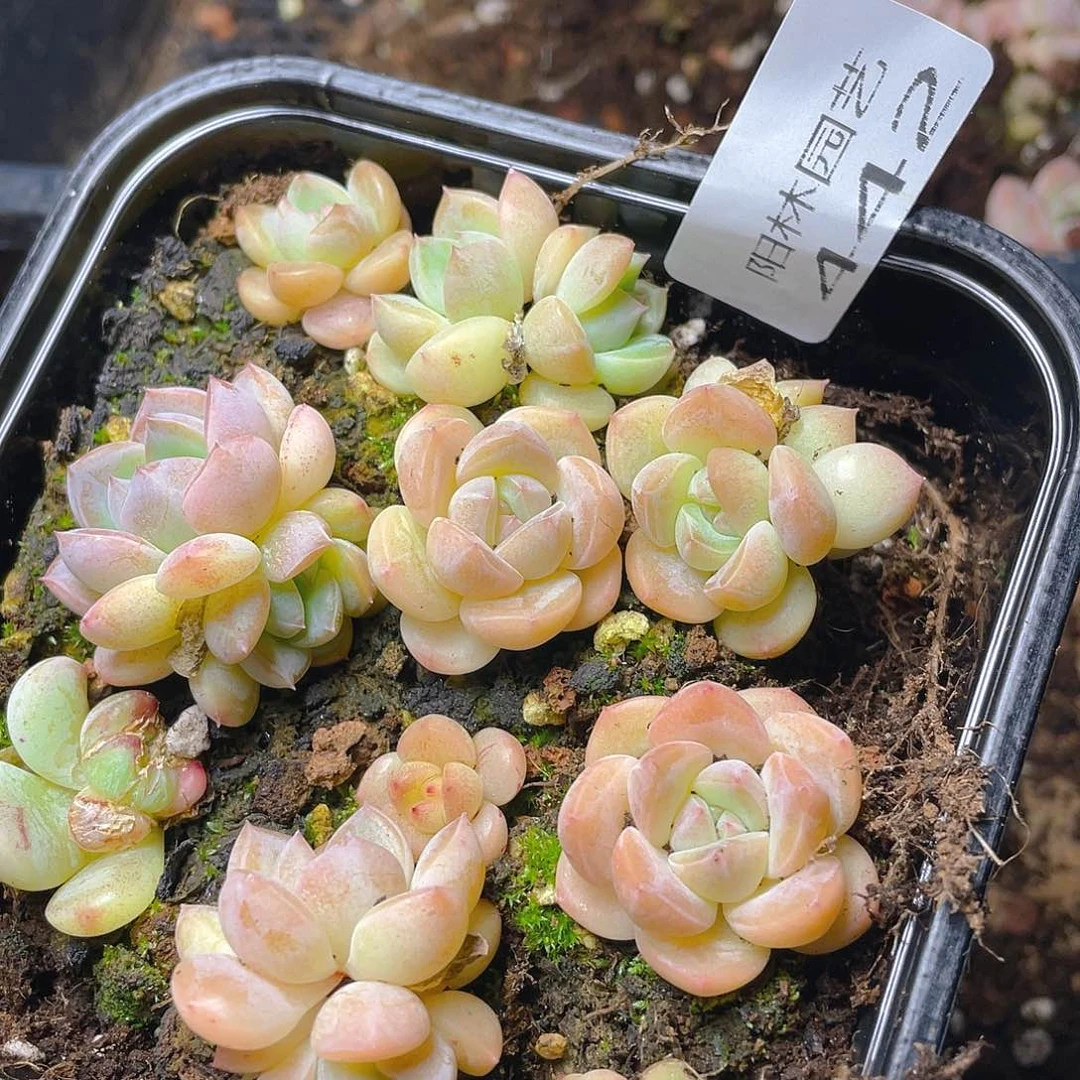 多肉植物多肉植物442