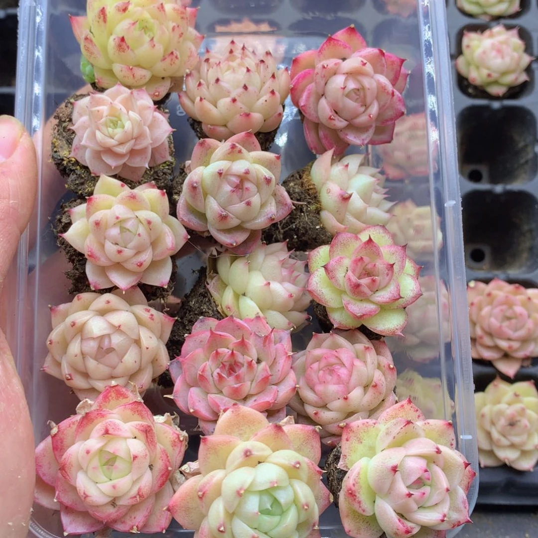 反反复复还是很开心054