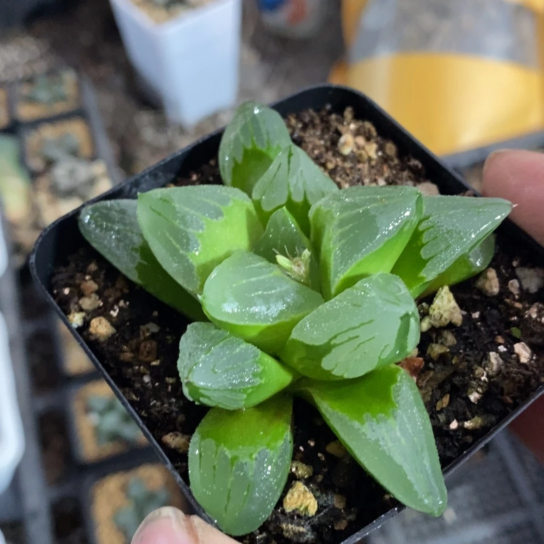 冰城一颗 新年整点福利