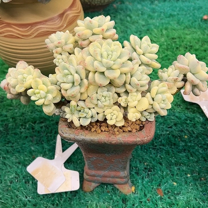 劳尔锦，，，，，，，，，，，，，，，，，，，，，，