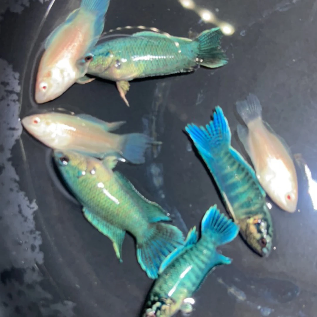 国斗冷水鱼不加温不打氧好养