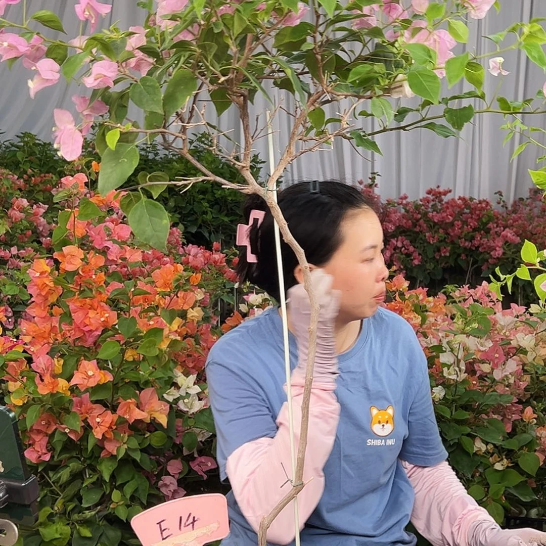 土***享大部分花苞少量开放E14广红樱