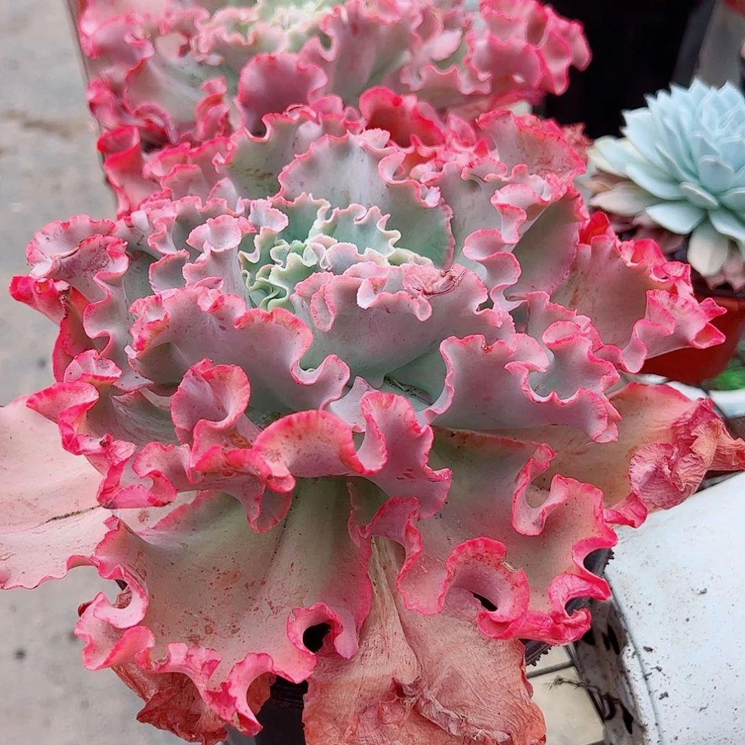 高沙之翁特大大单头精品