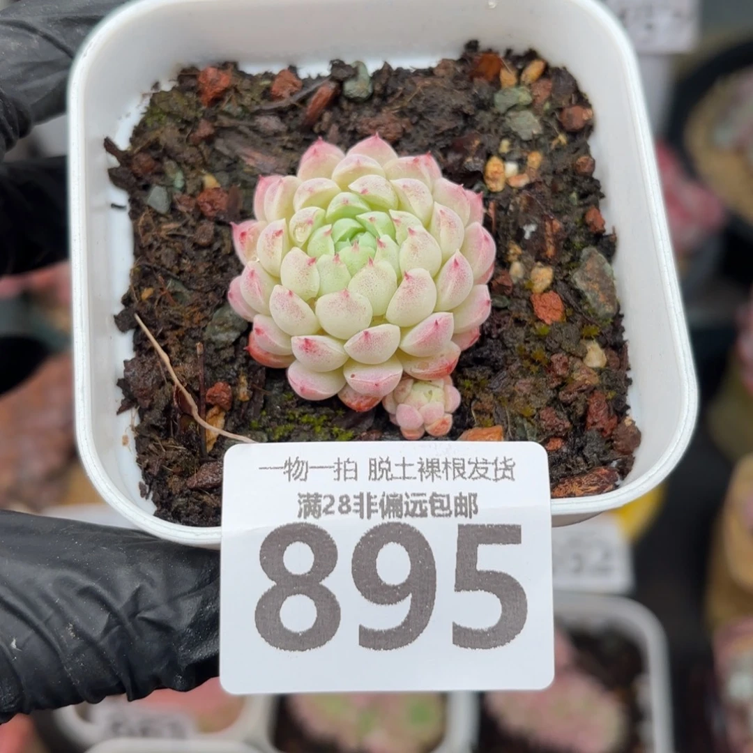 羊脂球单头无盆土发货