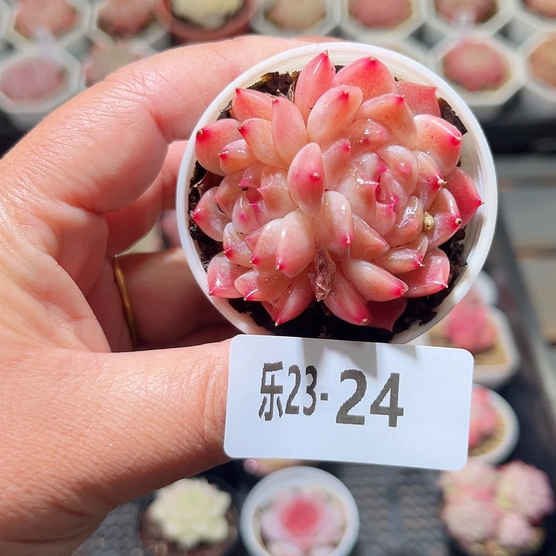 乐23-24 秘境冰魄