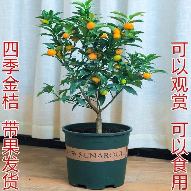 金桔树盆栽带果发货室内客厅植物可食用脆皮金桔树树苗四季观赏