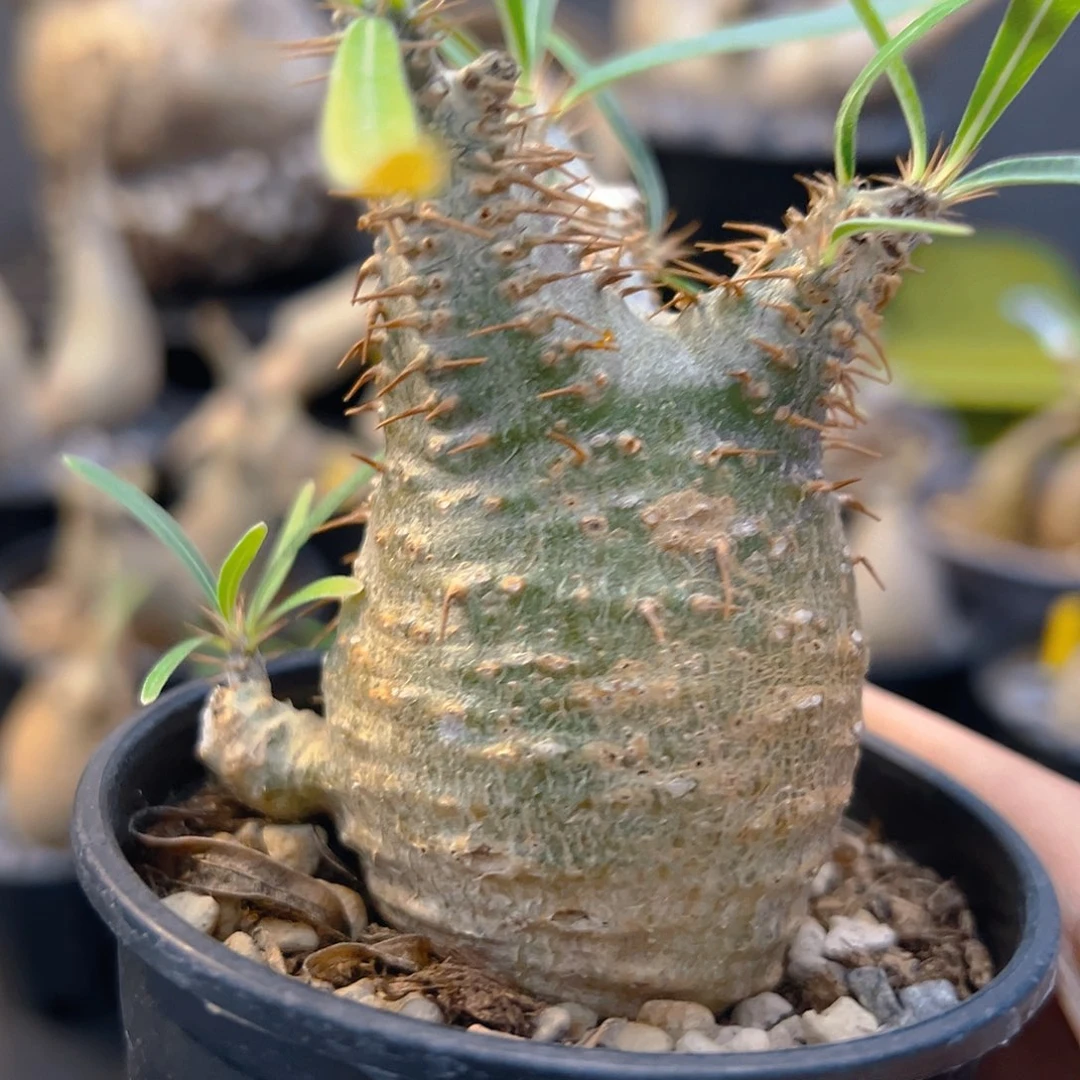 老家养定小平台绿皮带侧芽啦