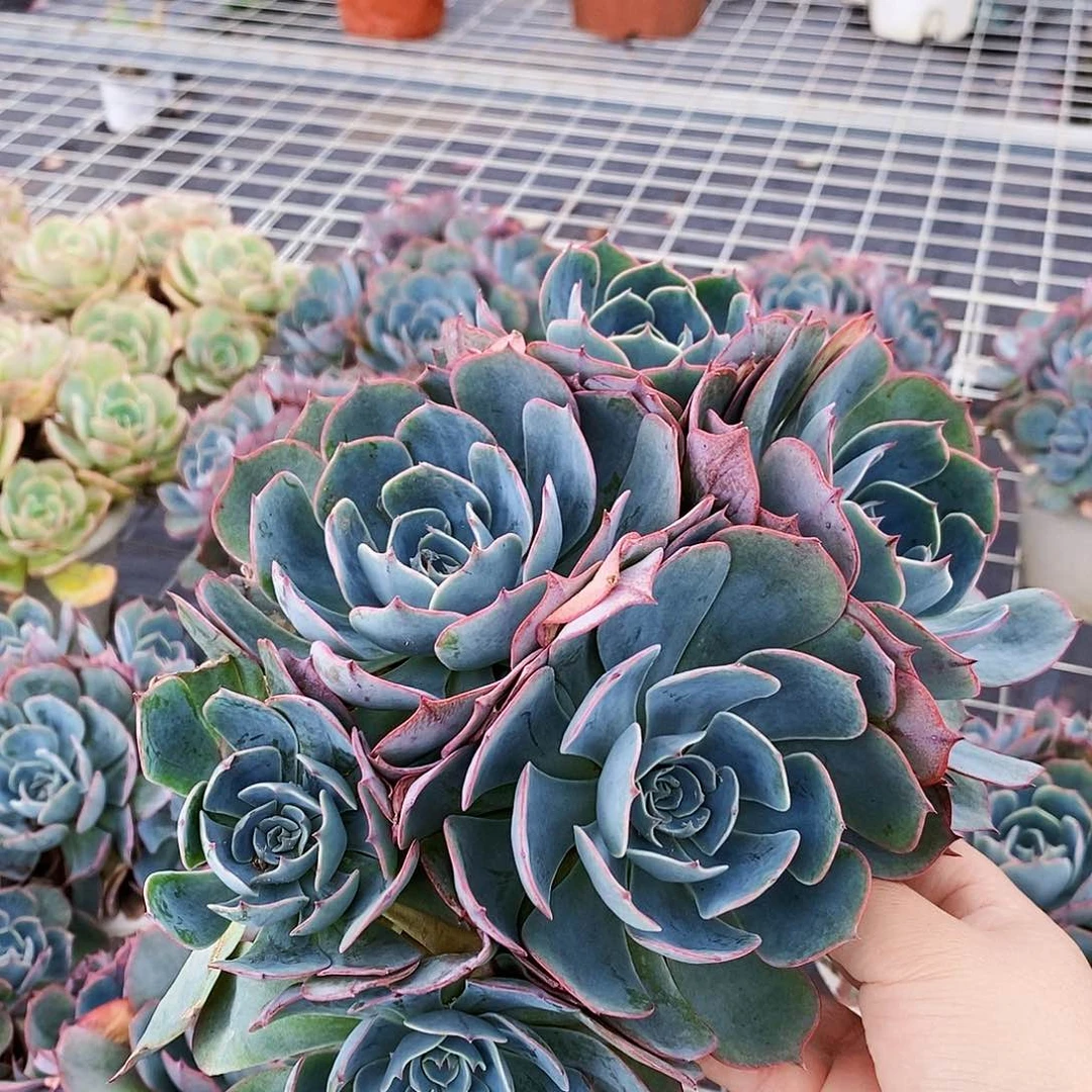 阿美星多头群生整桩整群