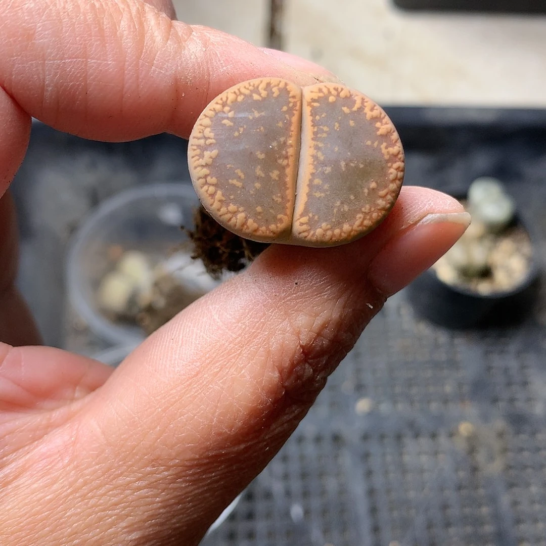 A06多肉植物保护