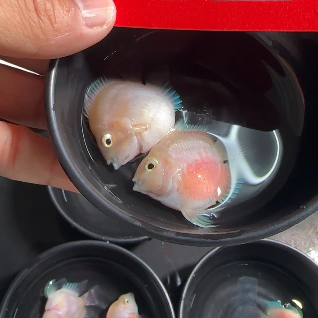 海水鱼迷你鹦鹉胭脂粉公母