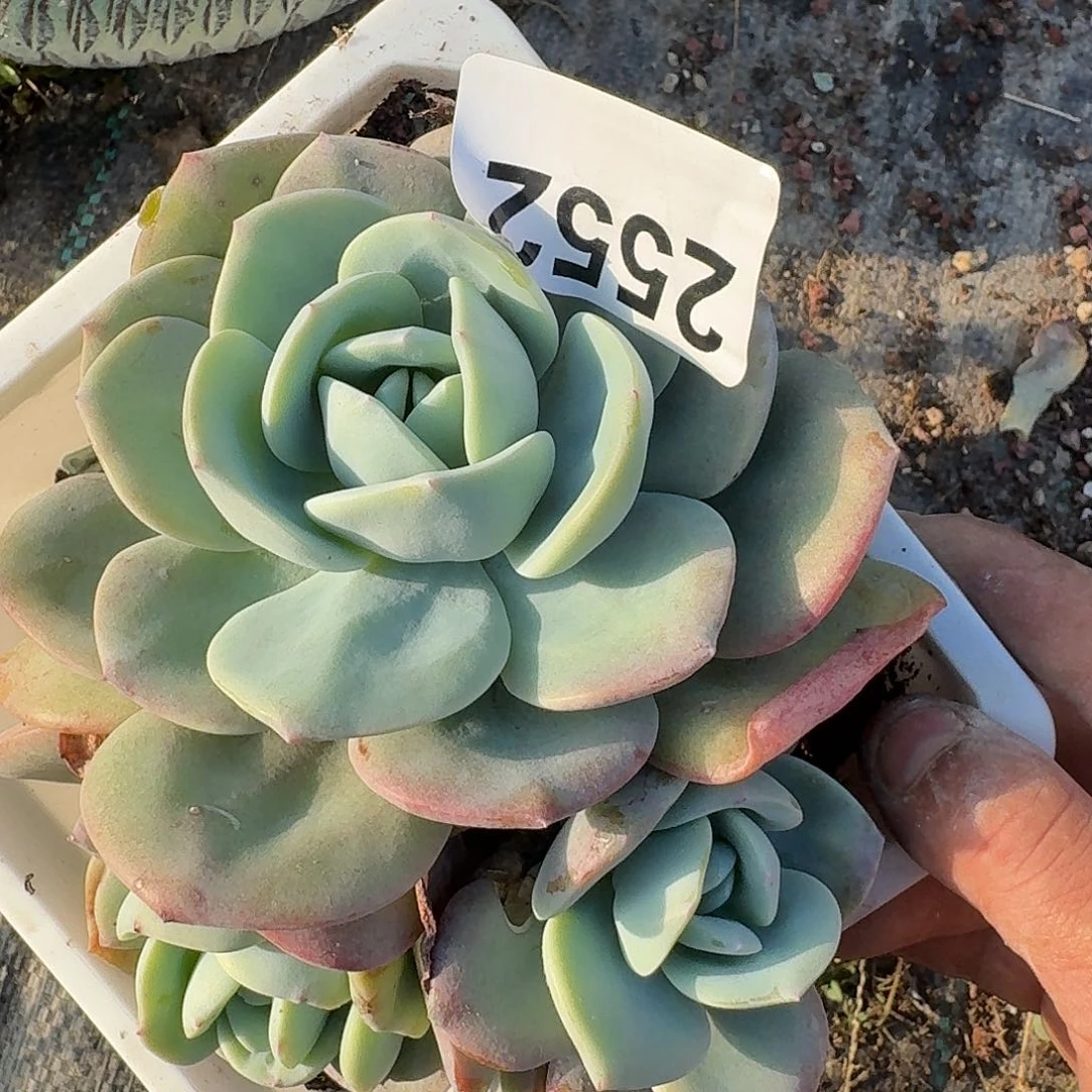 杨****ᴵ3164646464664646464