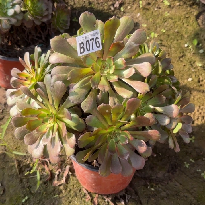 红***颜烟花……多肉植物……